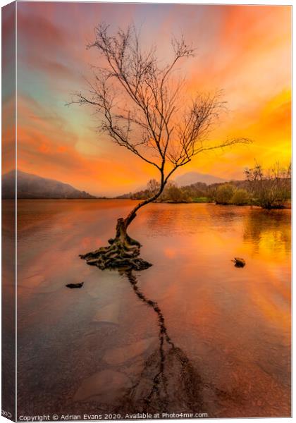 Llanberis Lake Lone Tree Snowdonia Canvas Print by Adrian Evans