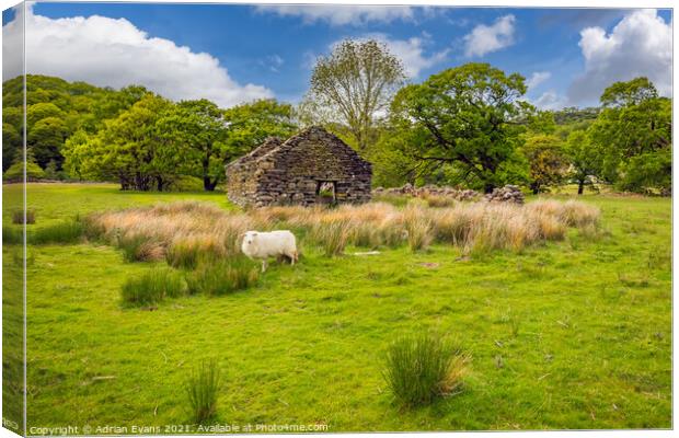 Welsh Cottage and Sheep Canvas Print by Adrian Evans