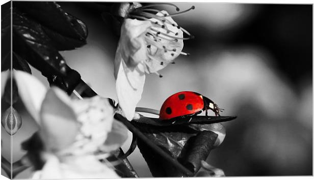 Ladybird on blossom Canvas Print by Gary Pearson