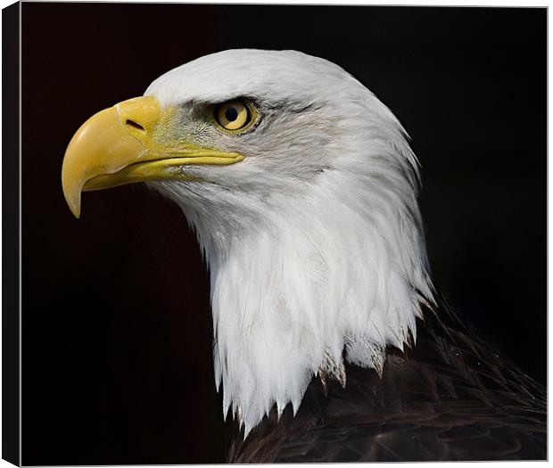 American Bald Eagle profile Canvas Print by Gary Pearson