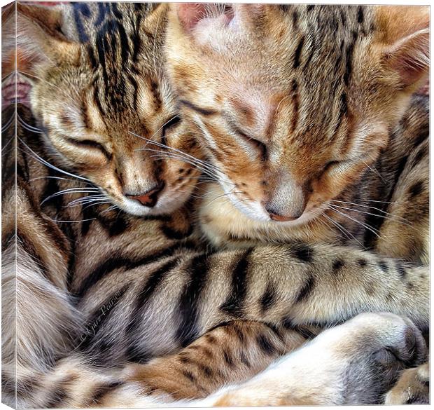Sleeping Bengals Canvas Print by Gary Pearson