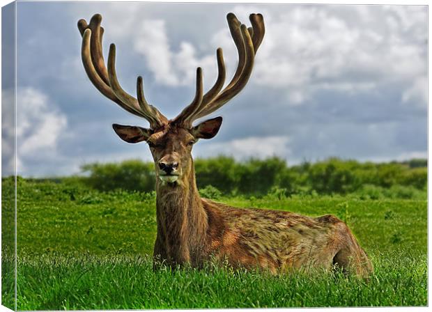 Stag deer in Norfolk Canvas Print by Gary Pearson