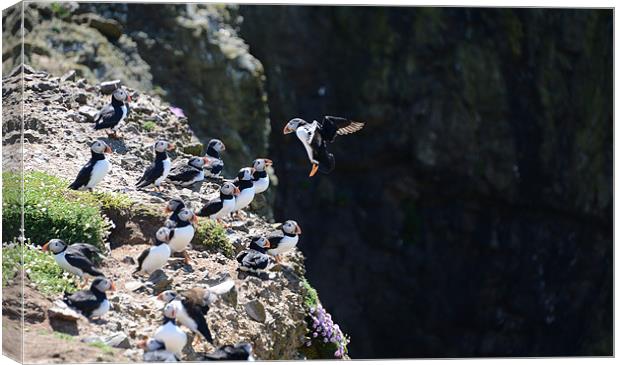 Coming in to land Canvas Print by Gary Pearson