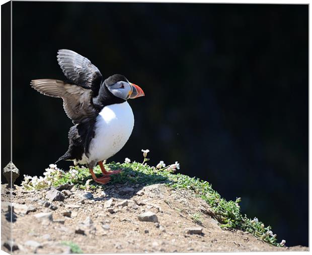 Puffin stretching its wings Canvas Print by Gary Pearson
