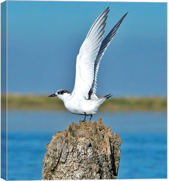 Sandwich Tern stretching its wings Canvas Print by Gary Pearson