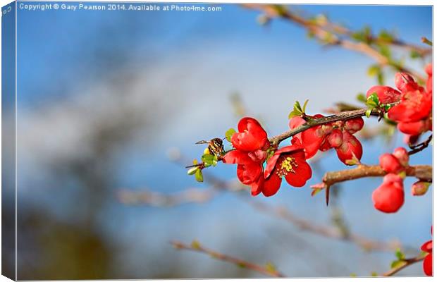 First meal of Spring Canvas Print by Gary Pearson