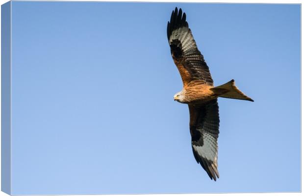 A red kite in search of a meal Canvas Print by Gary Pearson