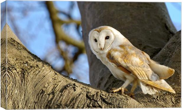 Barn owl surveying the countryside  Canvas Print by Gary Pearson