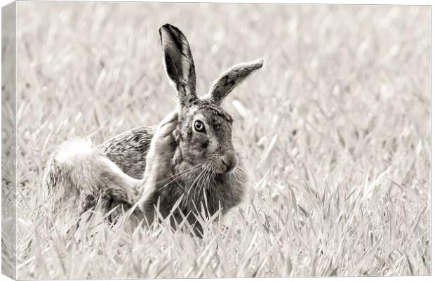 Scratching hare Canvas Print by Gary Pearson