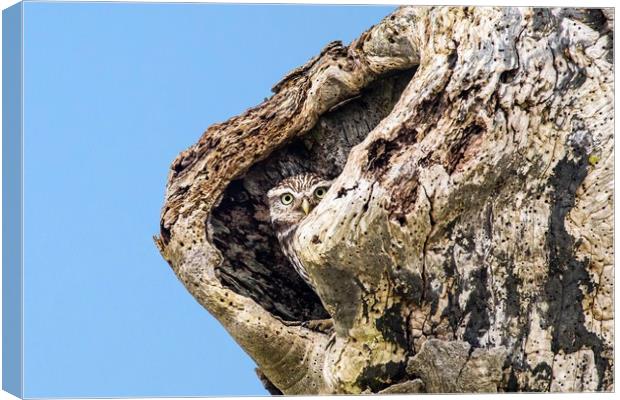 Little owl - Athene noctua Canvas Print by Gary Pearson