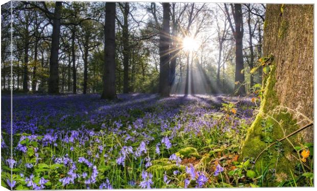 Dawn in the bluebell woods 2 Canvas Print by Gary Pearson