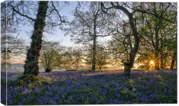 Dawn in the bluebell woods 3 Canvas Print by Gary Pearson