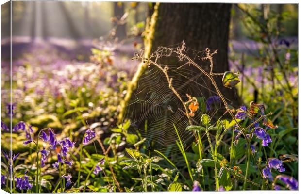 Dawn in the bluebell woods 4 Canvas Print by Gary Pearson