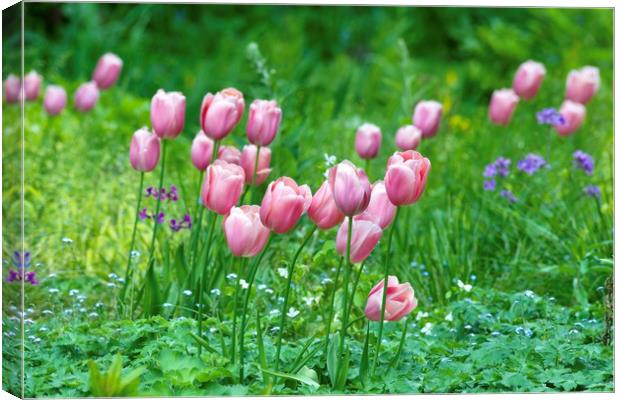 Pink Tulips 1  Canvas Print by Gary Pearson