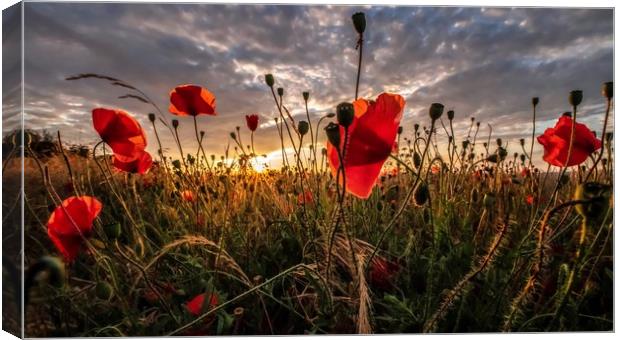 Poppies at sunset Canvas Print by Gary Pearson