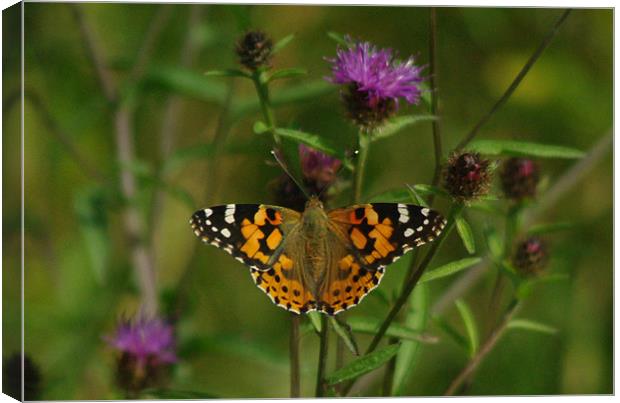 butterfly Canvas Print by Fiona Snedden