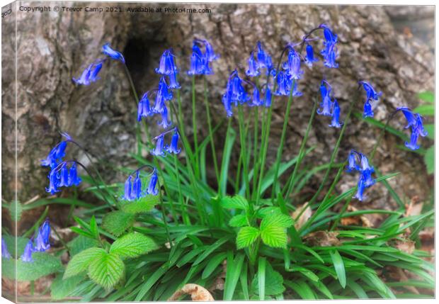 Bluebell Posy Canvas Print by Trevor Camp