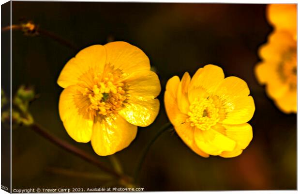 Buttercups Canvas Print by Trevor Camp