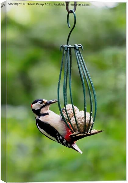 Great Spotted Woodpecker Canvas Print by Trevor Camp