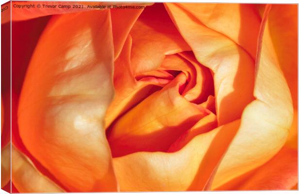 The Orange Rose Canvas Print by Trevor Camp