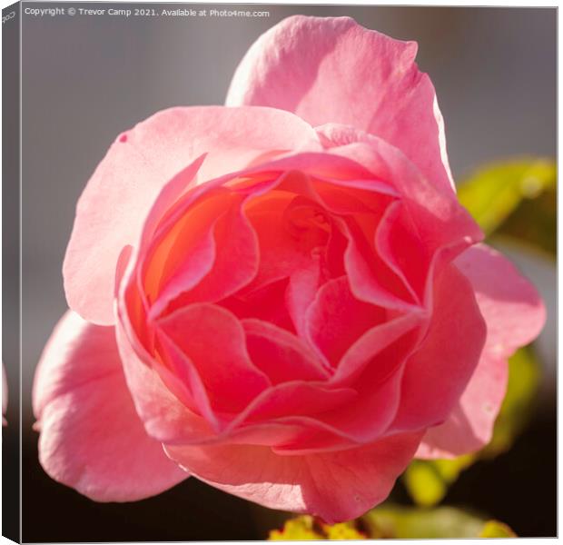 The Pink Rose Canvas Print by Trevor Camp