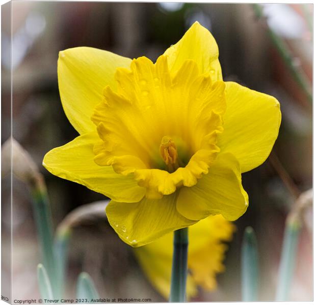 The Daffodil Canvas Print by Trevor Camp