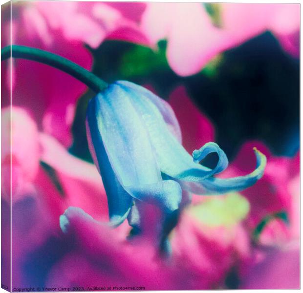 Enchanting Bluebell Amidst Pink Blooms Canvas Print by Trevor Camp