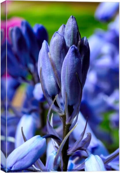 Soft Blooms Unfolding Canvas Print by Trevor Camp