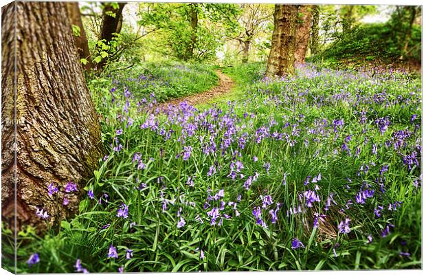 The Bluebell Trail Canvas Print by Trevor Camp