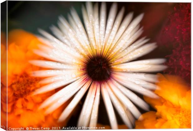 Mesmerizing Mesembryanthemum Canvas Print by Trevor Camp