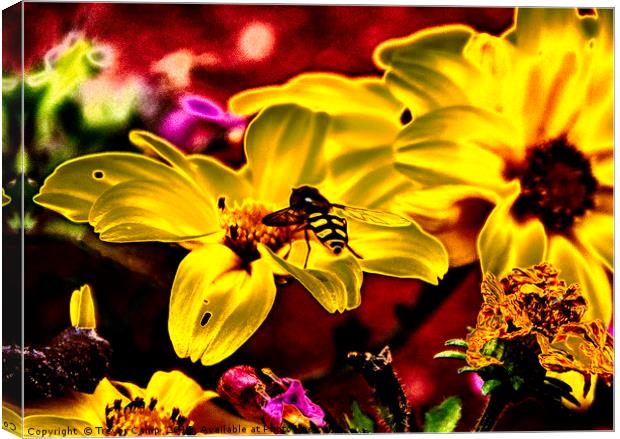 Solar Hoverfly Canvas Print by Trevor Camp