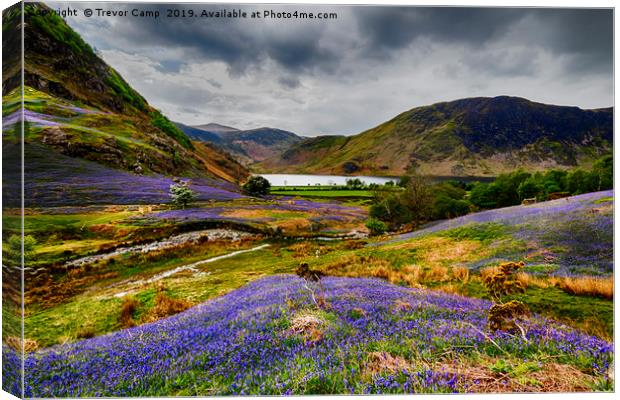 Rannerdale Bluebells 03 Canvas Print by Trevor Camp