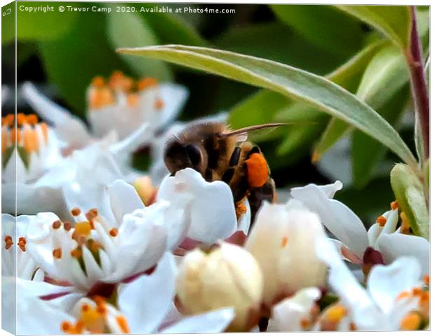 Hard at work Honey Bee Canvas Print by Trevor Camp