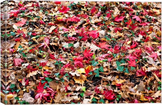 Autumn's Colourful Carpet Canvas Print by Trevor Camp