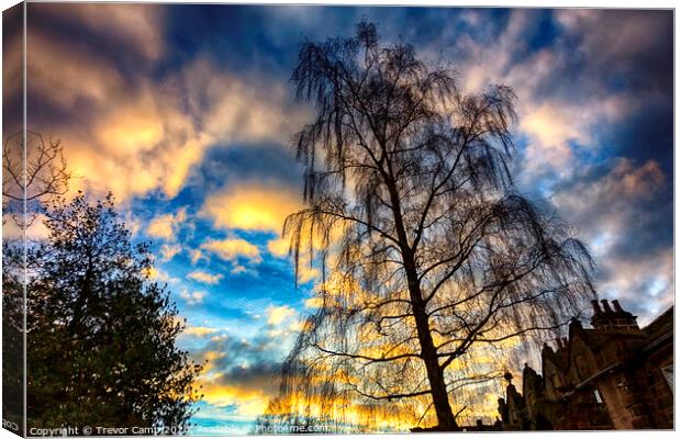 Willow Tree Sunset Canvas Print by Trevor Camp