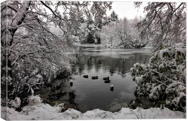 Coppice Pond Snow - 06 Canvas Print by Trevor Camp