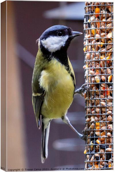 Great Tit Canvas Print by Trevor Camp