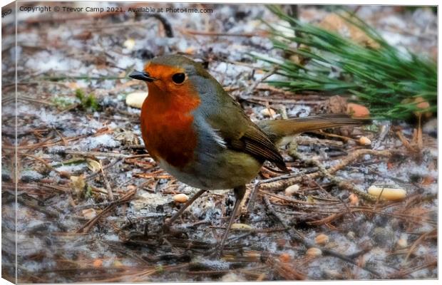 Robin Red Breast - 01 Canvas Print by Trevor Camp