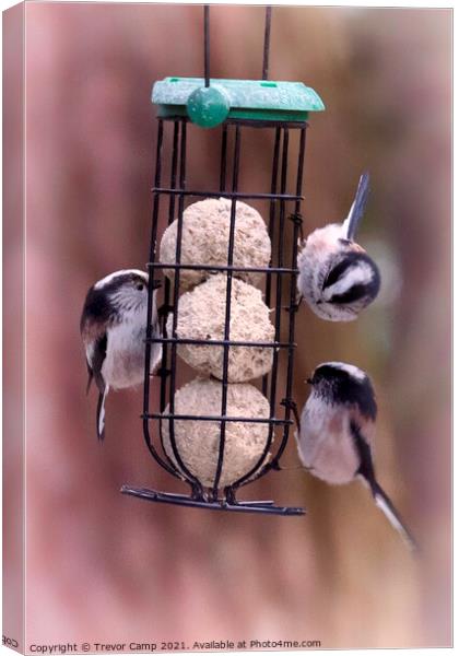 Long Tailed Tits feeding - 03 Canvas Print by Trevor Camp