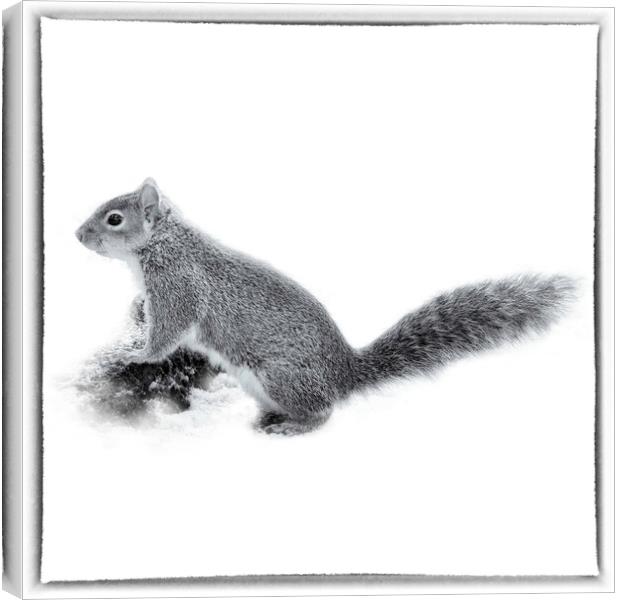 The Grey Squirrel - Toned Canvas Print by Trevor Camp