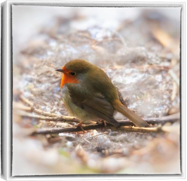 Robin Red Breast - 04 Canvas Print by Trevor Camp