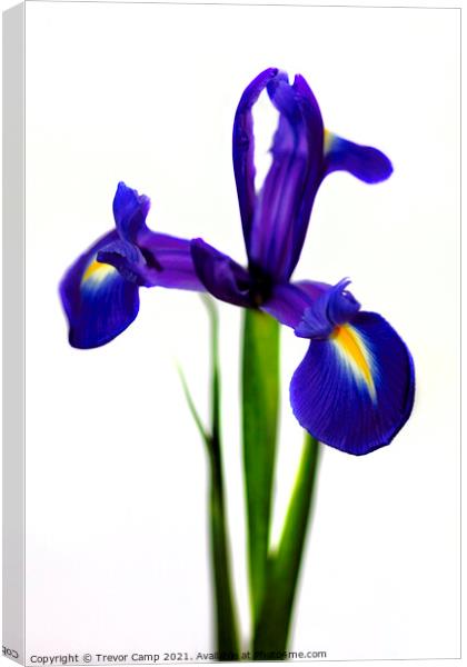 The Purple Iris Canvas Print by Trevor Camp