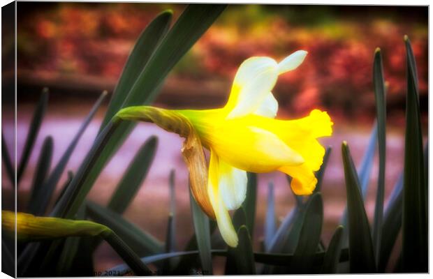 The Spring Daffodil Canvas Print by Trevor Camp