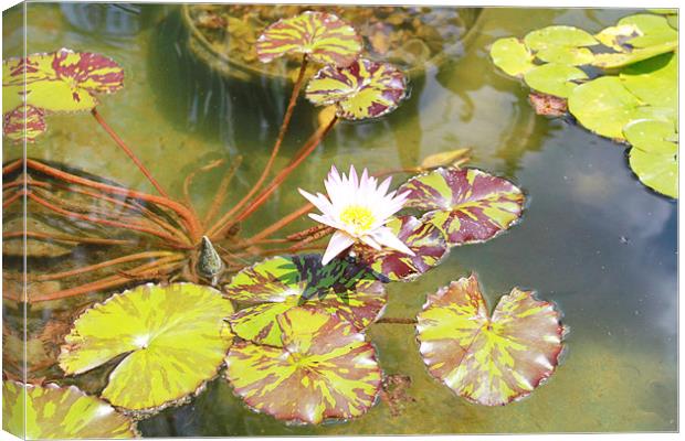 Water Lily Canvas Print by Perry flippin