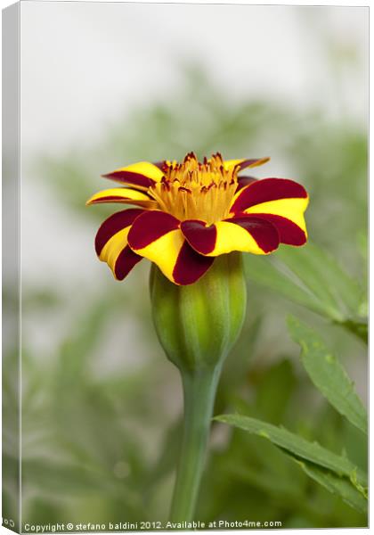 French marigold calendula tagetes compositae Canvas Print by stefano baldini