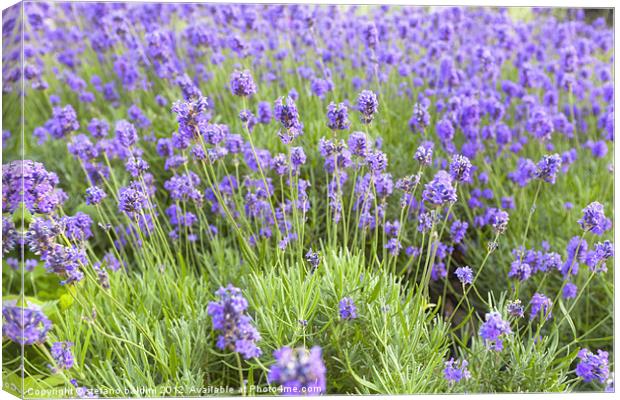 Lavender flowers in a garden, England Canvas Print by stefano baldini