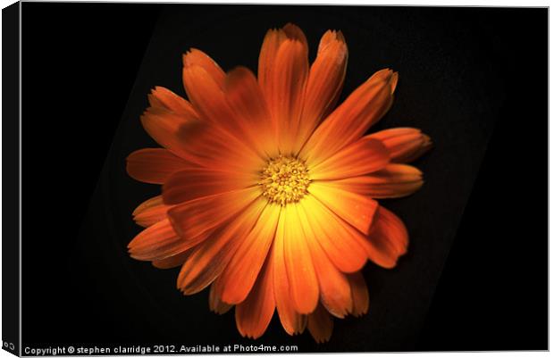Pot Marigold (Calendula officinalis) Canvas Print by stephen clarridge