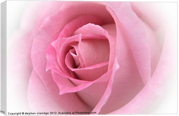 pink rose close up Canvas Print by stephen clarridge