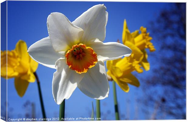 The daffodils of summer Canvas Print by stephen clarridge