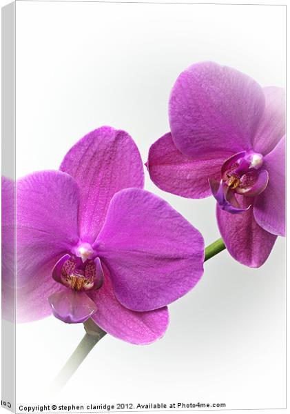 Purple Orchids Canvas Print by stephen clarridge